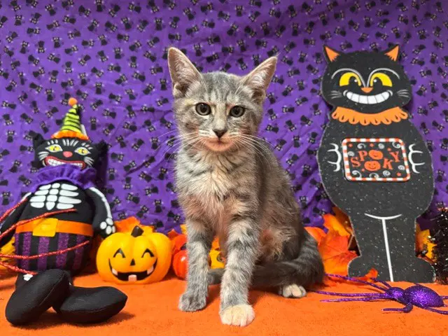Pam - Domestic Short Hair