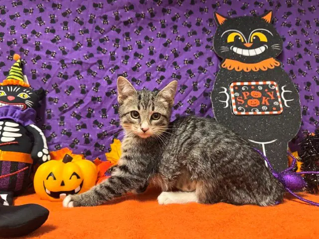 Lou - Domestic Short Hair