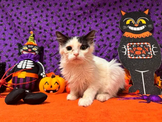 Peter - Domestic Short Hair