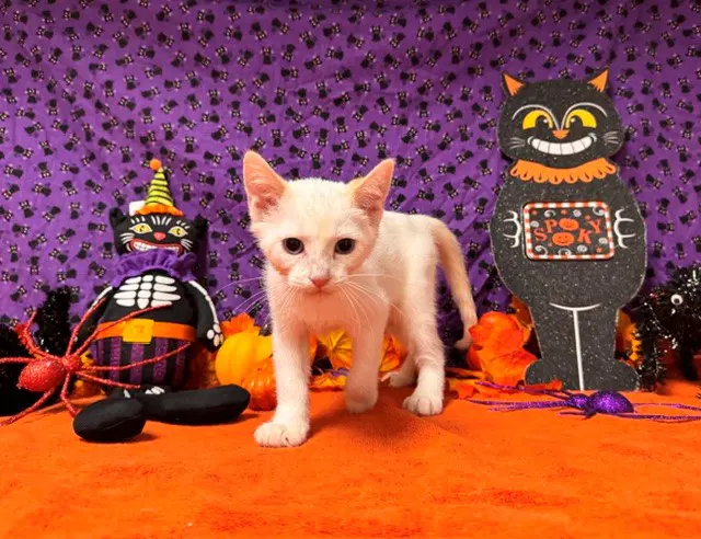 Eddie Munster - Domestic Short Hair