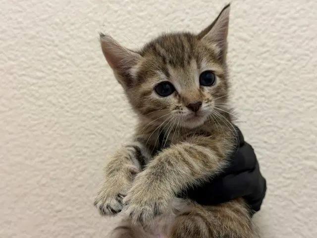 Yuki - Domestic Short Hair