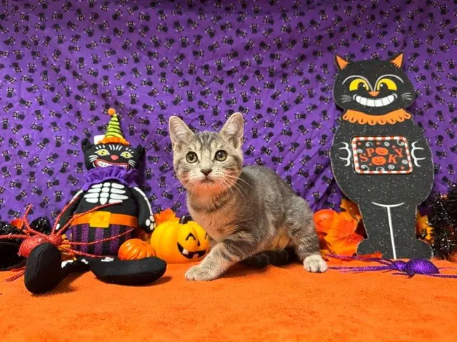 Dolly - Domestic Short Hair
