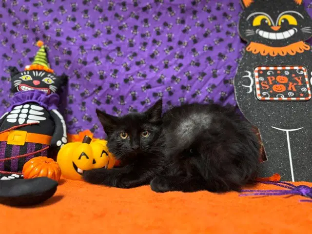 Fluffer - Domestic Short Hair