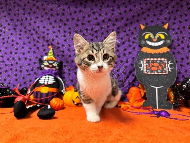 Hobbes