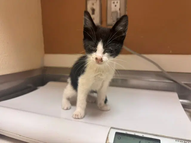 Missy - Domestic Short Hair