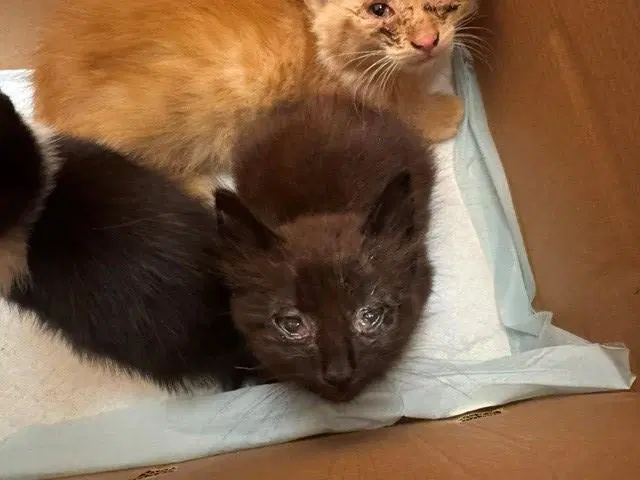 Coffee - Domestic Short Hair