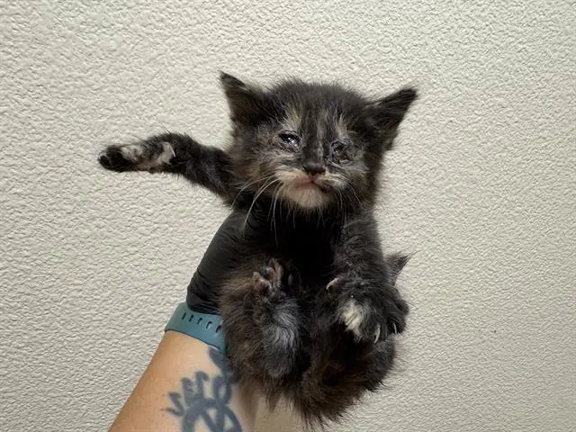Pumpkin - Domestic Short Hair