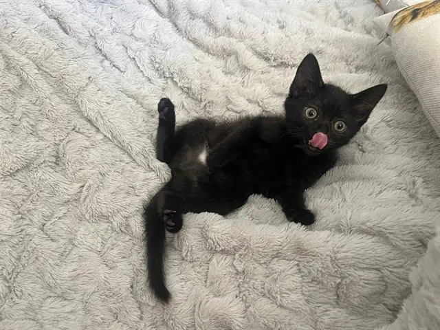 Burnt Toast - Domestic Short Hair