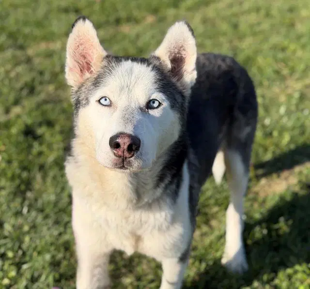 Scout - Siberian Husky