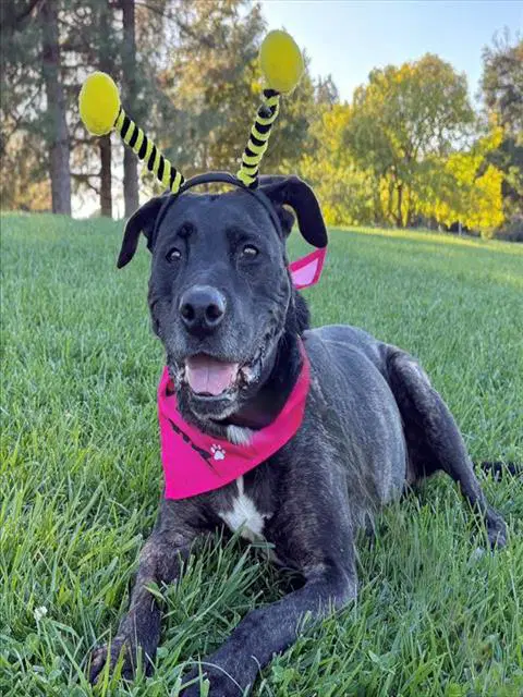 Coco - Pit Bull Terrier