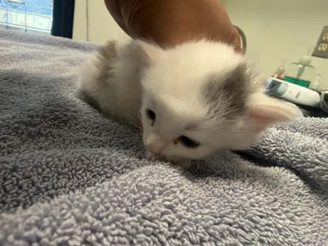 Finch - Domestic Short Hair