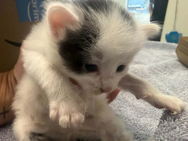 Sparrow - Domestic Short Hair