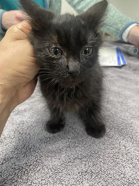 Bonnie - Domestic Short Hair