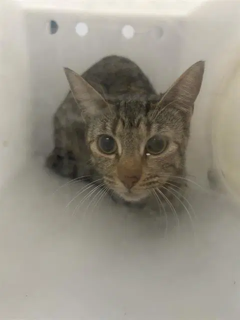 Trixie - Domestic Short Hair