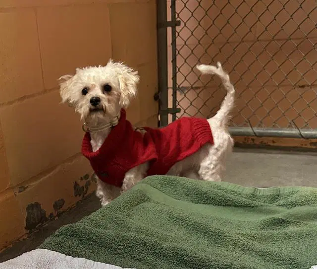 Biscuit - Poodle (Toy)