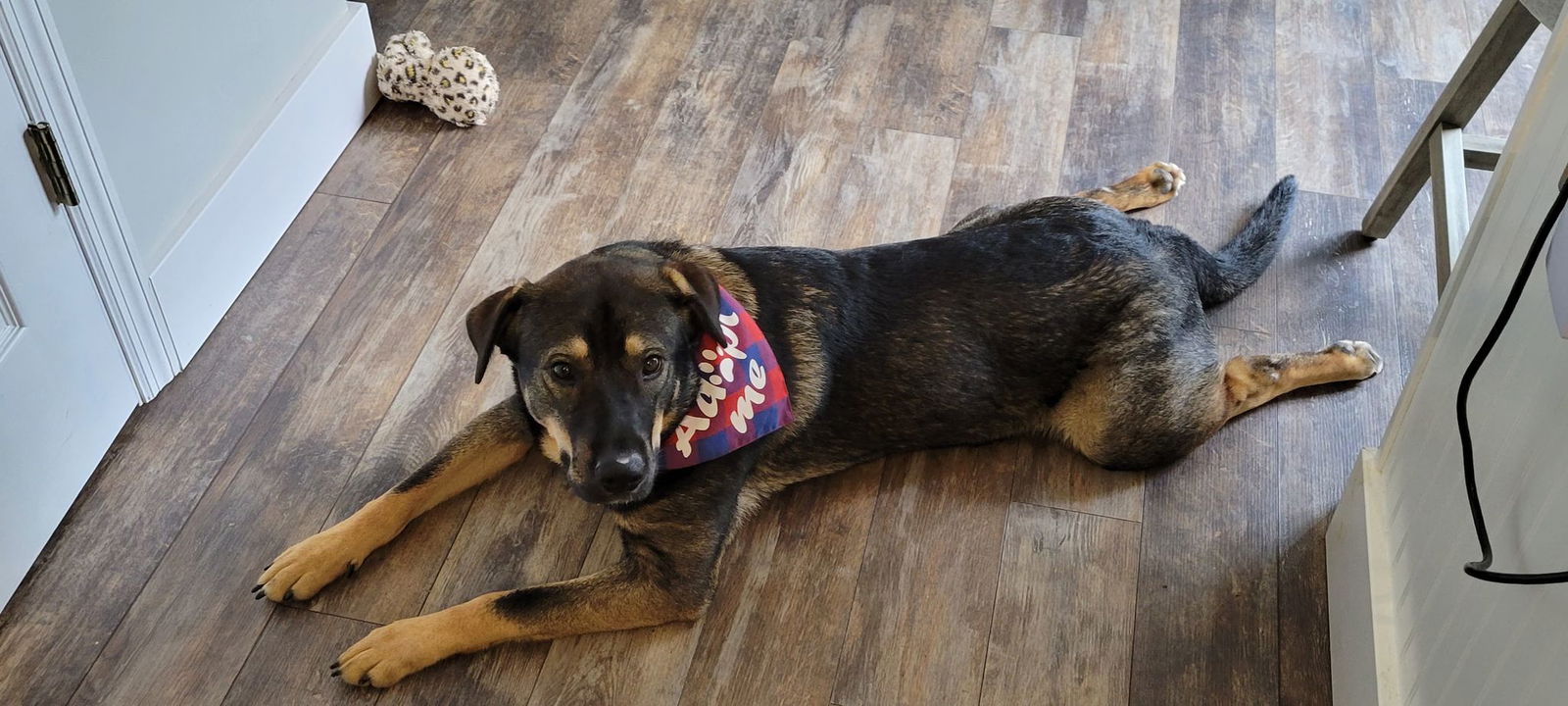 Dog for Adoption - Dex, a Shepherd in Freeburg, IL | Alpha Paw