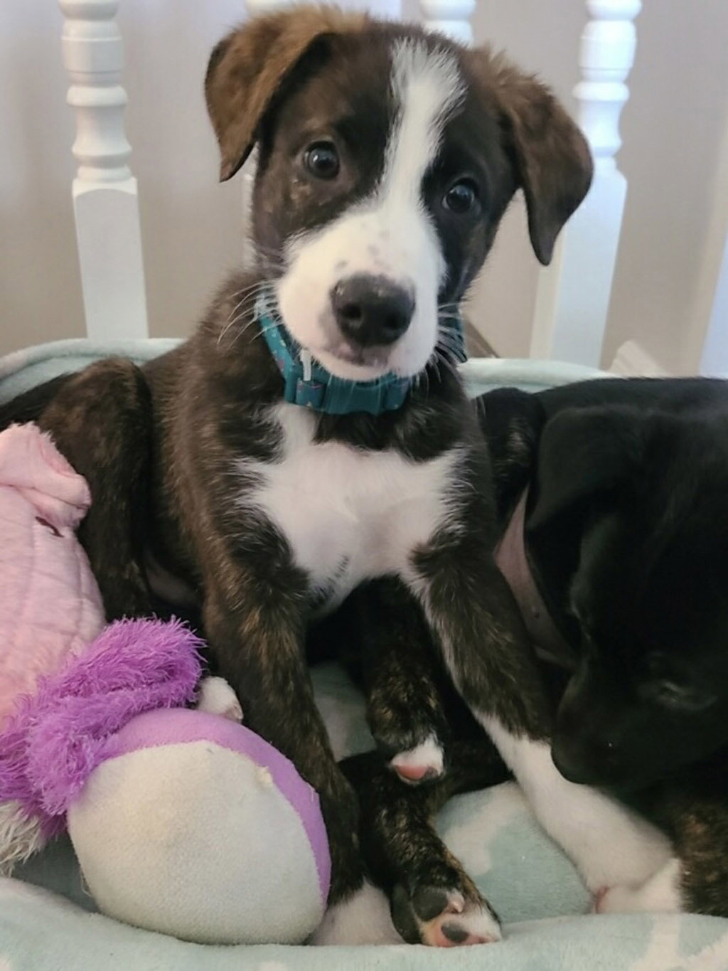 Dog for Adoption Moon, a Australian Shepherd in Chesterfield, MO