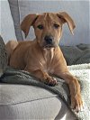 adoptable Dog in ls, MO named Brumer