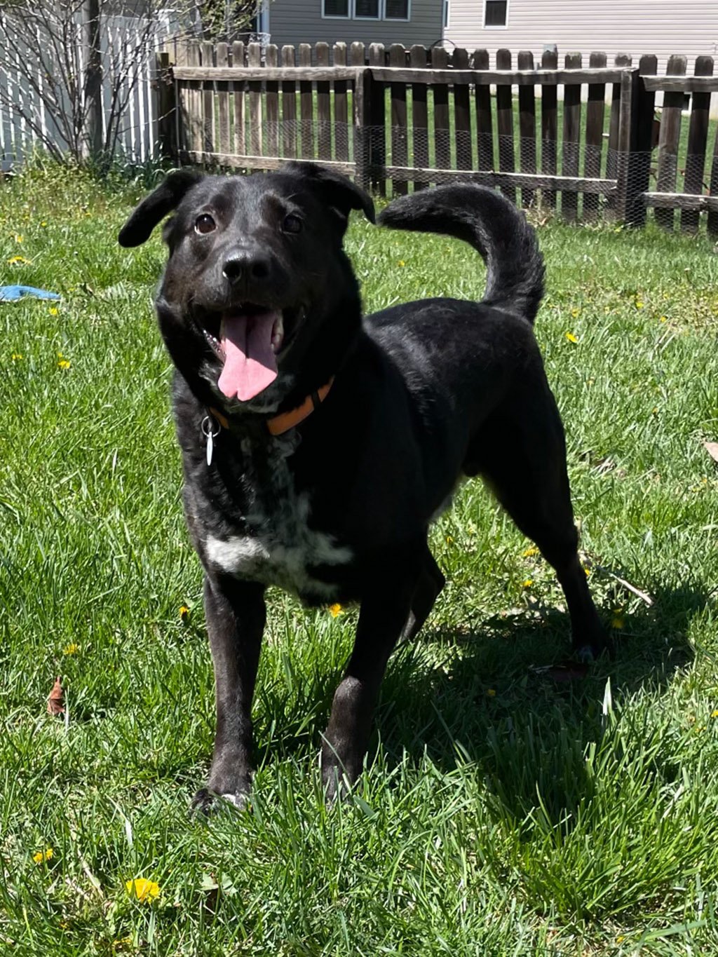adoptable Dog in LSL, MO named Hitch