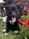 adoptable Dog in  named Bahama Mama