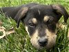 adoptable Dog in  named Mira