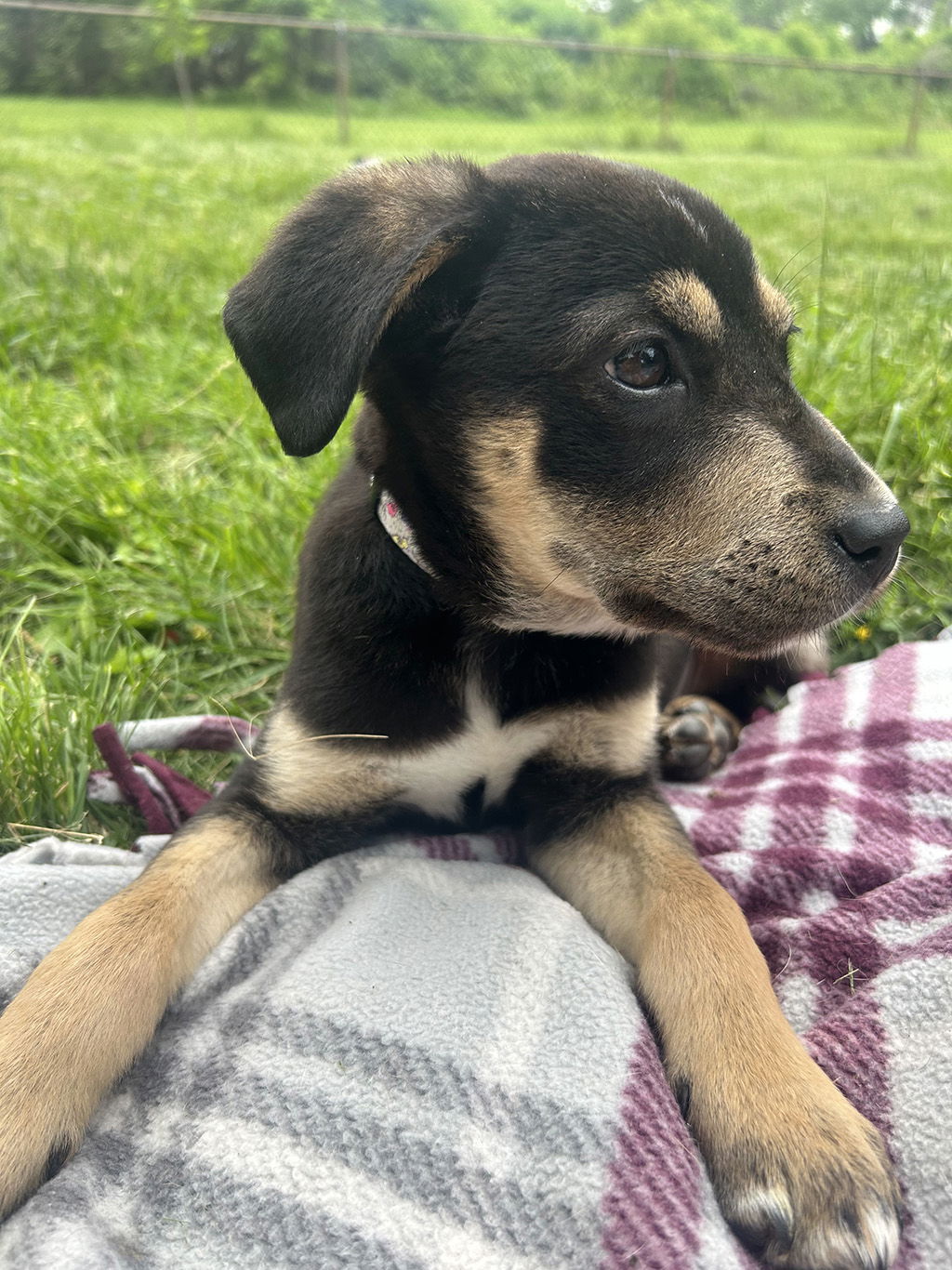 Dog for Adoption - Mira, a Husky in Franklin County, MO | Alpha Paw