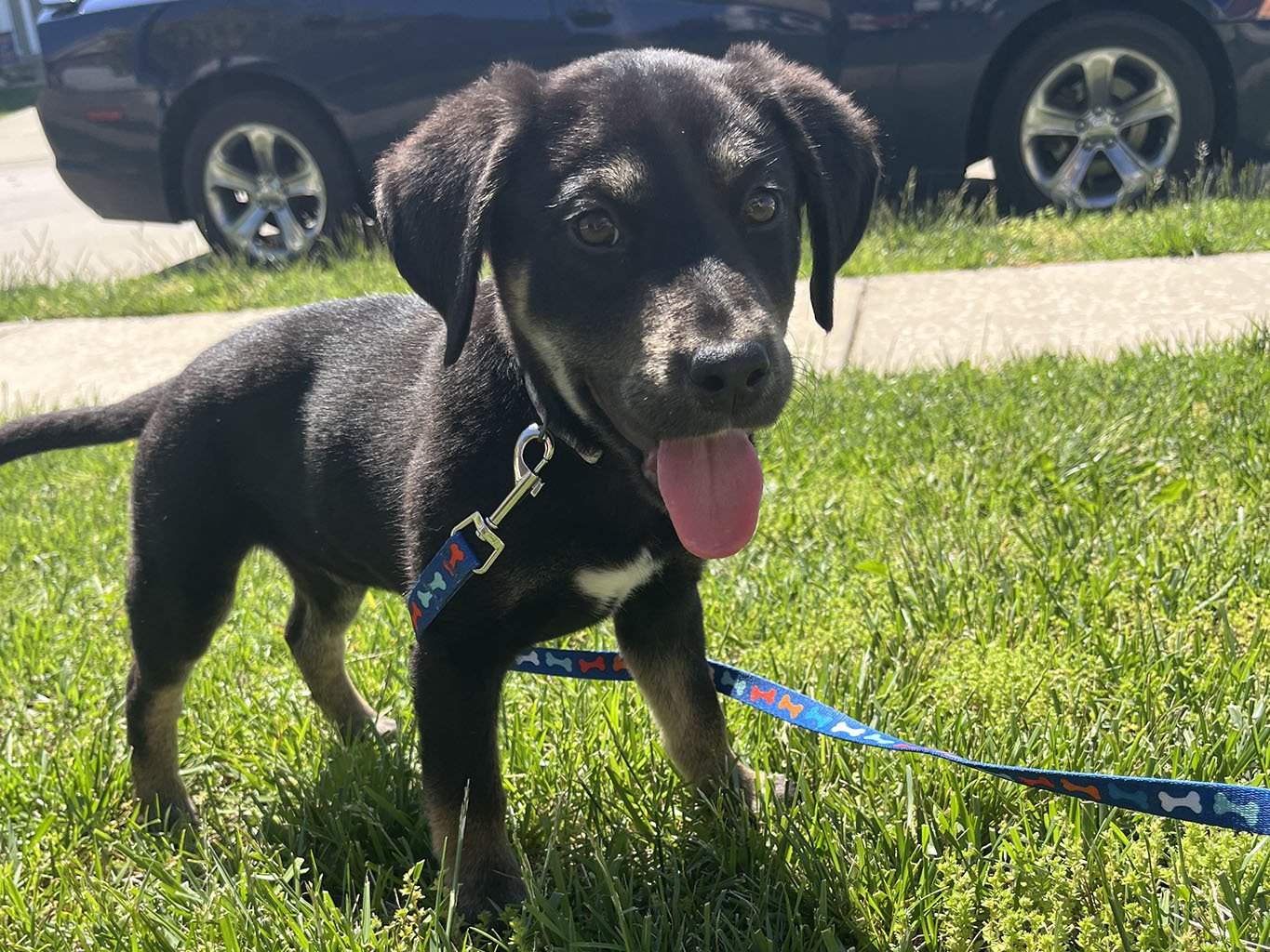 adoptable Dog in LSL, MO named Monty