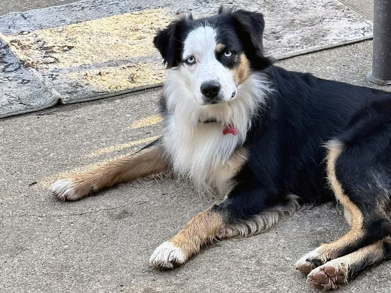 adoptable Dog in LSL, MO named Maxim