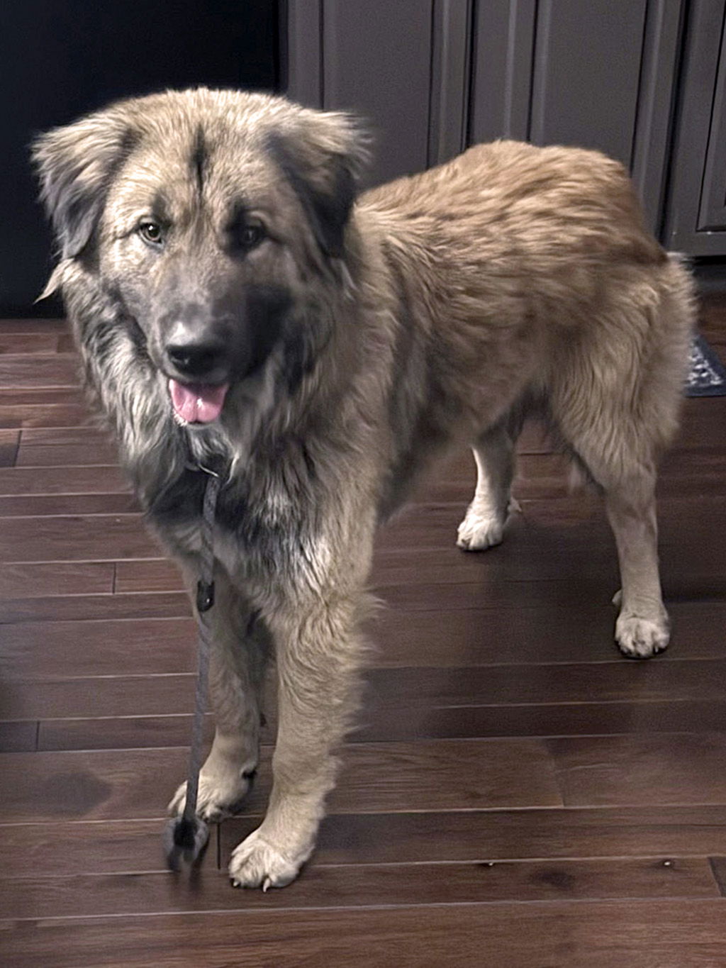 Dog for Adoption - Trucker, a Great Pyrenees in Pike County, MO | Alpha Paw