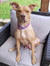 adoptable Dog in  named Delores