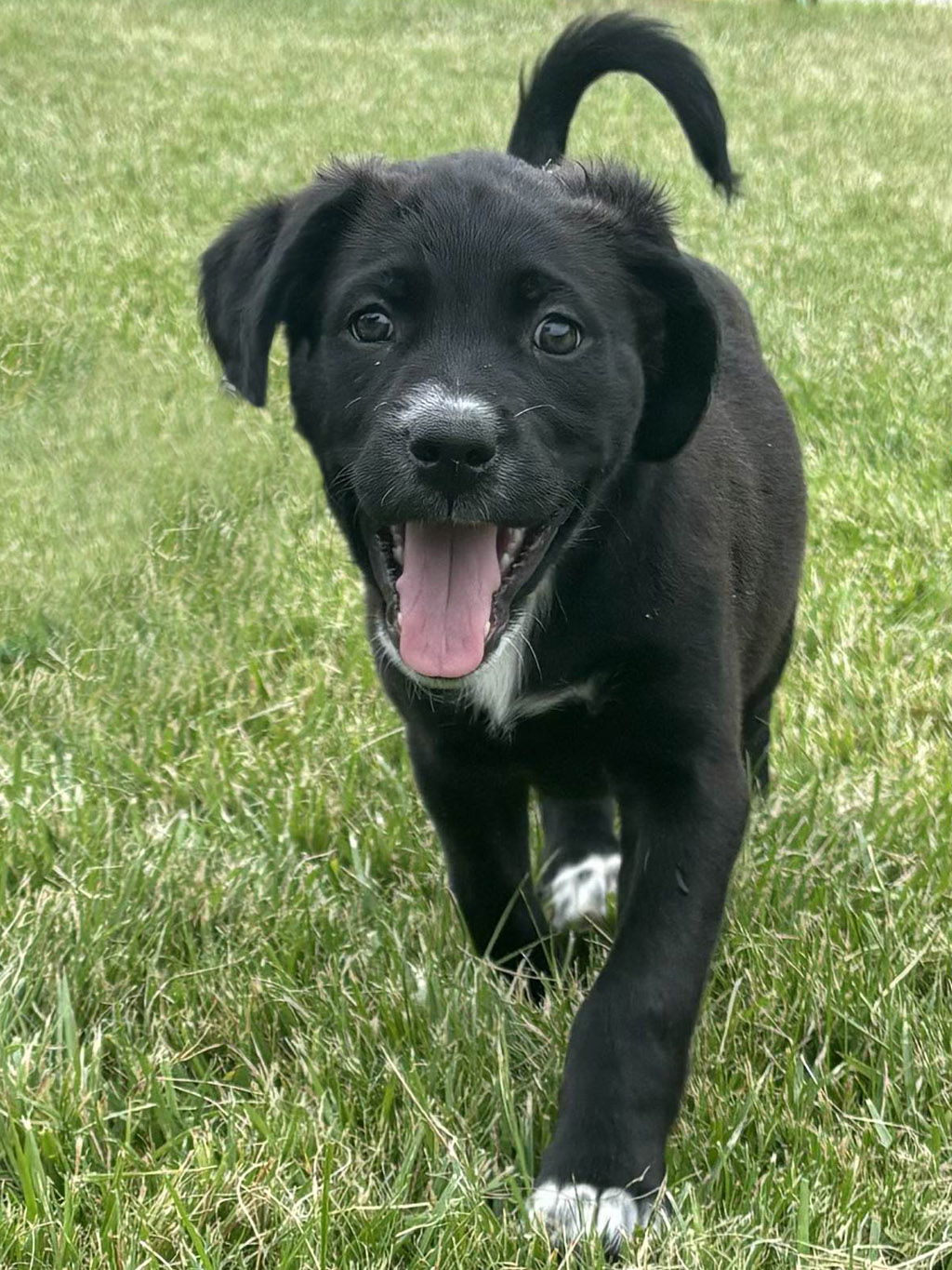 adoptable Dog in LSL, MO named Rumbo