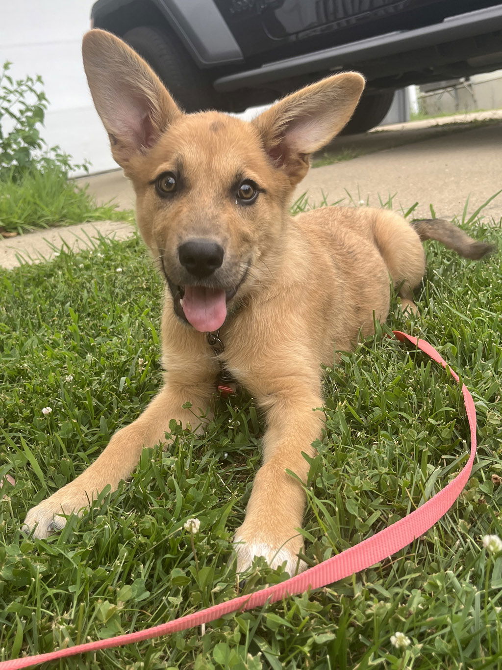 adoptable Dog in LSL, MO named Amy