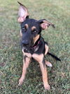 adoptable Dog in LS, MO named St. Kitt