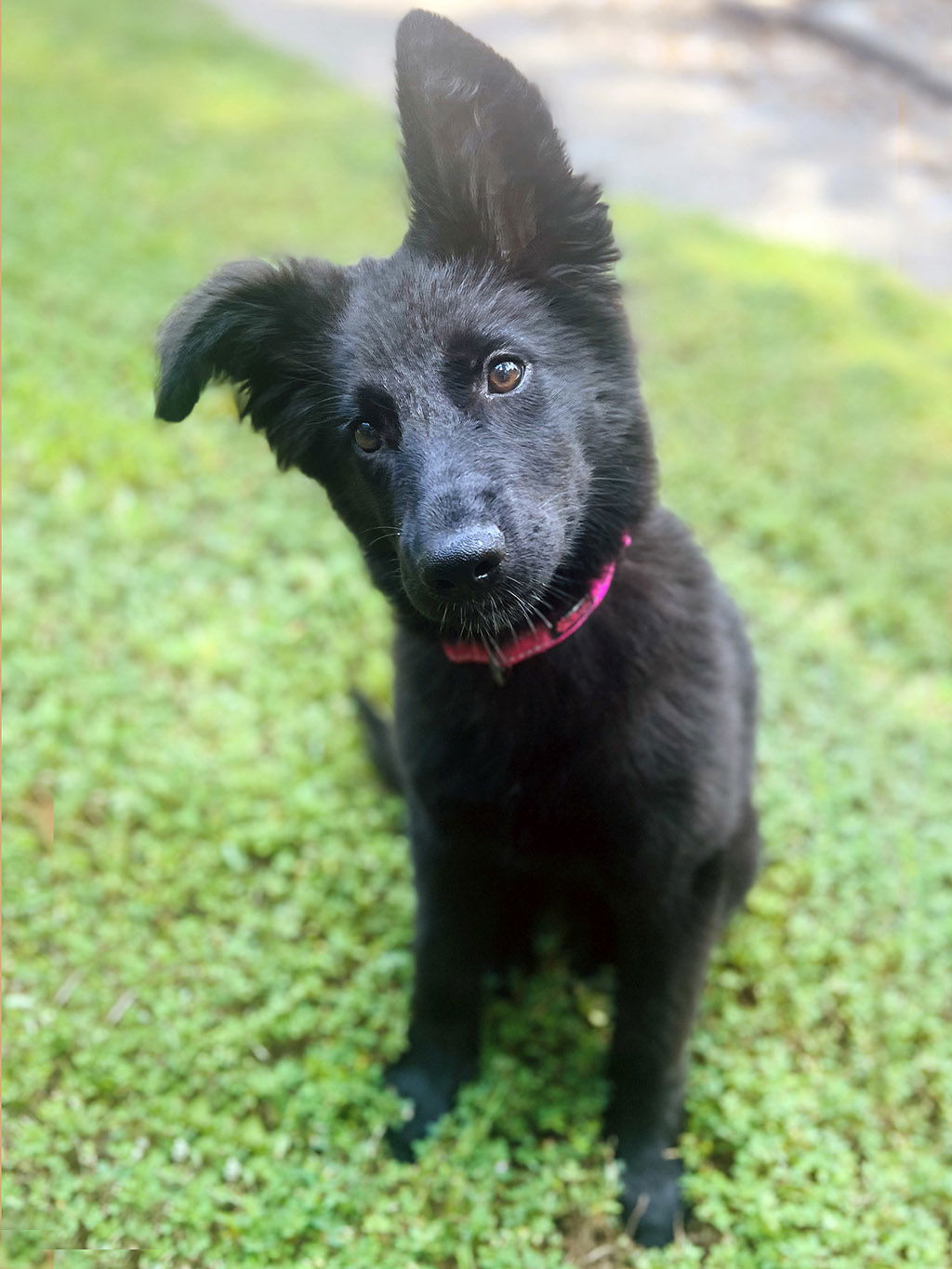 adoptable Dog in LSL, MO named St. Lucia