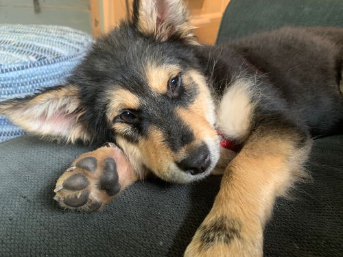 Nova