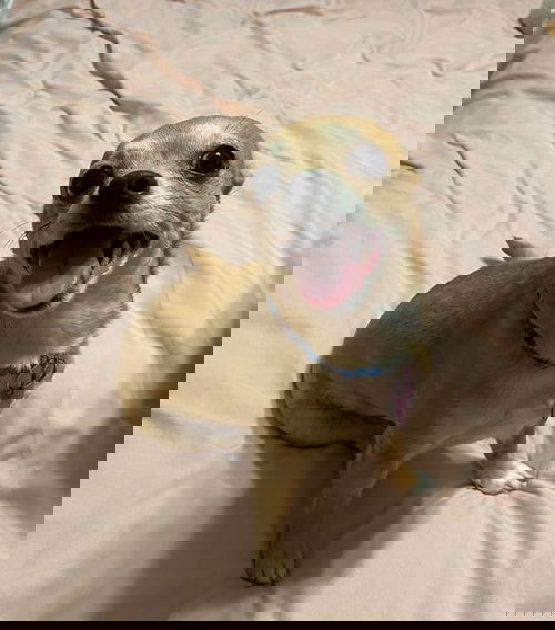 Tiva