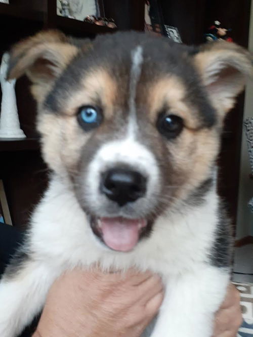 Niko