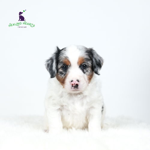 Cavalier