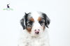 Cavalier