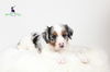 Cavalier