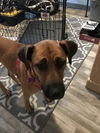 Lilly