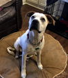 Sawyer