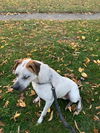 Sawyer