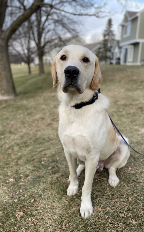 Hugo