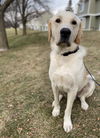 Hugo
