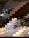 Yogie