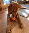 Huckleberry