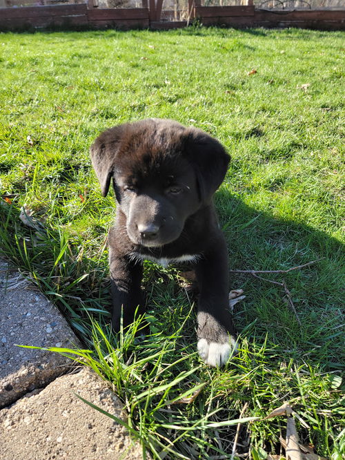 Nova