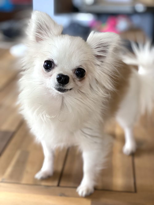 Lia