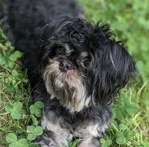 Isabella